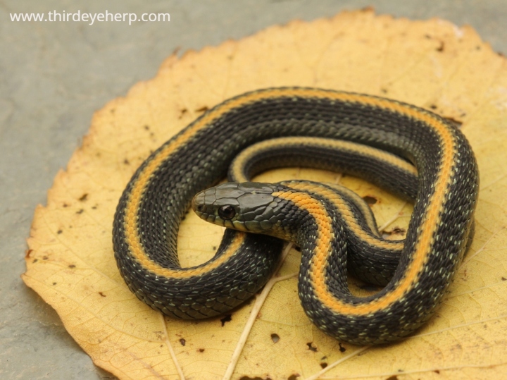 Santa Cruz Garter Snake